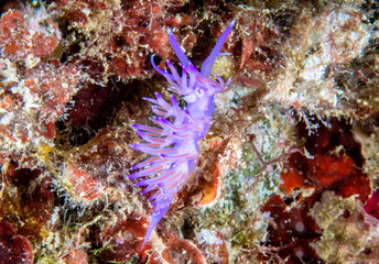 Flabellina affinis is a species of sea slug, an aeolid nudibranch