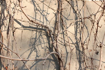 Background, texture of the dry branches of the wild grape