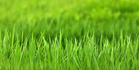 Beautiful green grass, natural background, green background