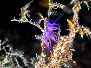 Flabellina affinis is a species of sea slug, an aeolid nudibranch