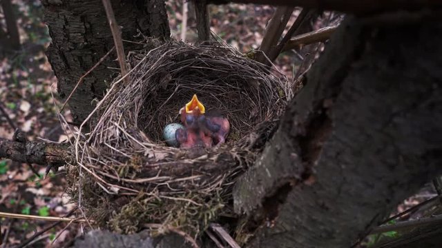 Blackbird chicks in the nest - (4K)