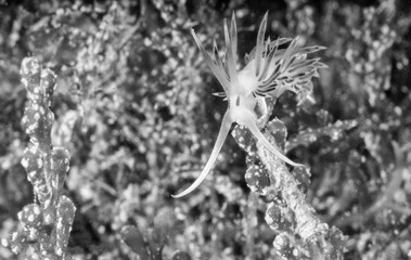 Flabellina affinis is a species of sea slug, an aeolid nudibranch