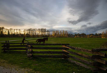 Man and horse in the open field