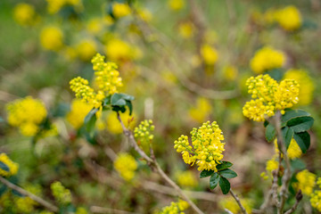 Frühling Blüten auf dem Land