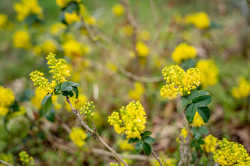 Frühling Blüten auf dem Land