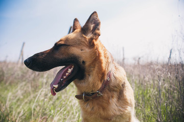 Big dog with open mouth