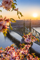 Budapest, Hungary - Beautiful and empty Liberty Bridge over River Danube at sunrise with cherry blossom at foreground. Spring has arrived in Budapest