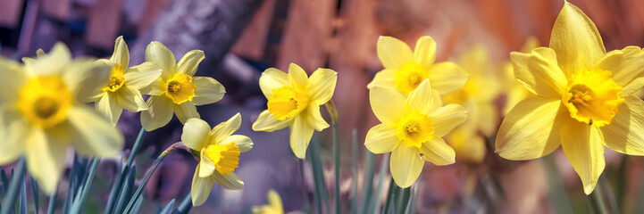 Amazing Yellow Daffodils flower in the morning sunlight. The perfect image for spring background, flower landscape.