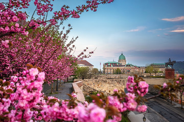Budapest, Hungary - The famous Buda Castle Royal Palace on a Spring afternoon with blooming cherry...