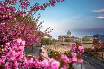 Badkamer foto achterwand Budapest, Hungary - The famous Buda Castle Royal Palace on a Spring afternoon with blooming cherry blossom at foreground © zgphotography