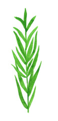 Branch of herb, estragon, hand drawn watercolor illustration isolated on white