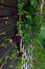 flower of clematis climbing on background of wooden wall	