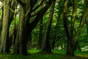 Trees