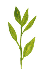 Fototapeta premium Branch of herb, laurel, hand drawn watercolor illustration isolated on white