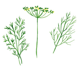 Branch and flowers of herbs, fennel and dill, hand drawn watercolor illustration isolated on white