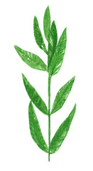 Obraz premium Branch of herb, mint, hand drawn watercolor illustration isolated on white