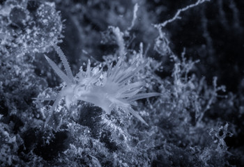 Flabellina, underwater life