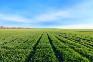 green young wheat field / bright Sunny day agriculture