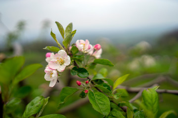 Apple tree in bloom, Slovenia, spring, early in the morning