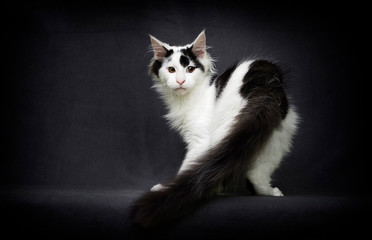 maine coon cat on gray background