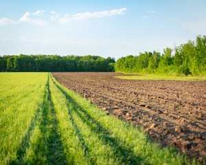 field in spring