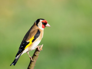 Goldfinch perching