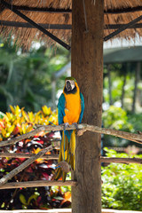 Blue and Gold Macaw against jungle background. Beautiful Bird in the Safari Park. Florida, USA.