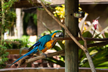 Blue and Gold Macaw is going to Eat on a  Jungle background. Beautiful Bird in the Safari Park. Florida, USA.