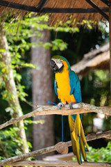 .Blue and Gold Macaw against jungle background. Beautiful Bird in the Safari Park. Florida, USA.