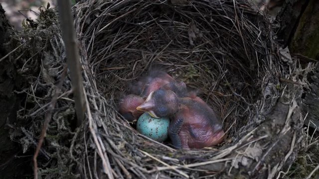 Blackbird chicks in the nest - (4K)