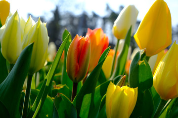 Naklejka premium Tulpen im Frühjahr