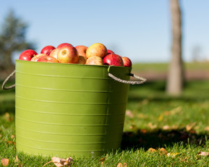 apples in basket on green grass
