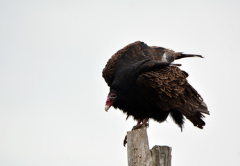 Turkey Vulture balancing on dead tree