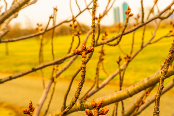 tree blooming in spring