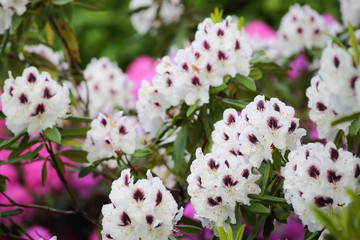 White azalea flower