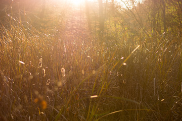 grass and sun