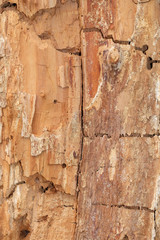 Old rough texture of wood.