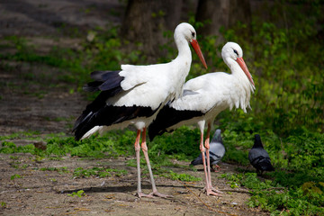 White Stork