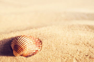 Fototapeta na wymiar Seashell on sand. Sea background. Beach rest