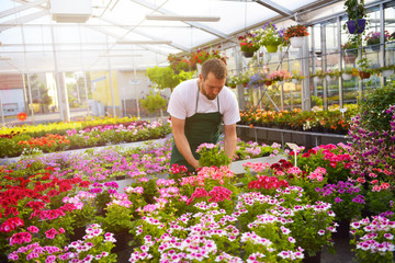 Greenhouse with colourful flowers - Man works in a nursery - Floristry and trade in the florist's shop