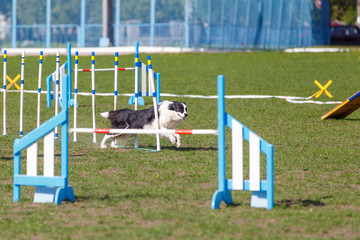 Dog running its course on dog agility sport competition