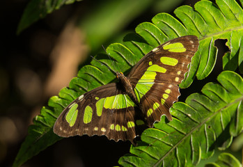 Malachite Butterfly