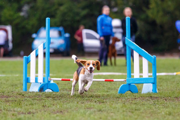 Small cute dog jumping over the obstacle on dog agility sport competition