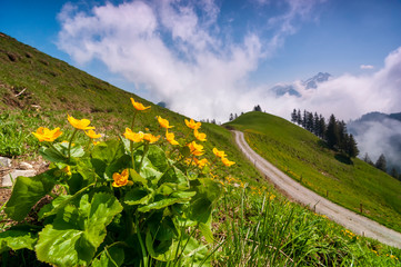 Bright alpine flowers on the meadow in Swiss alps