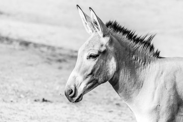 Portrait of grey donkey. Domestic mammal of farmlands