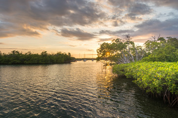 Fototapeta premium Sunset at the Mangroves