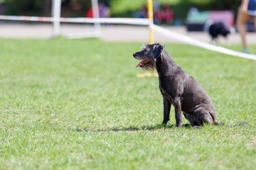 Dog waiting for start its course in dog agility sport competition