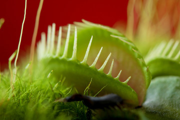 venus flytrap dionaea