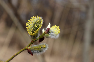 Obraz premium Pussy willow branch, verba flowers in spring forest. Palm Sunday symbol, Easter background