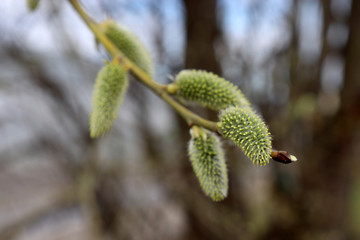 Pussy willow branch, verba flowers in spring forest. Palm Sunday symbol, Easter background